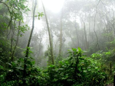 amazonia