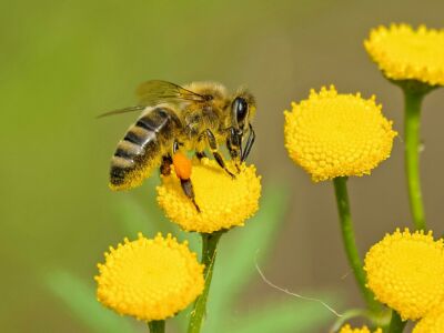 BionicBee